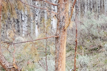 timberland for sale idaho crow creek camp ranch