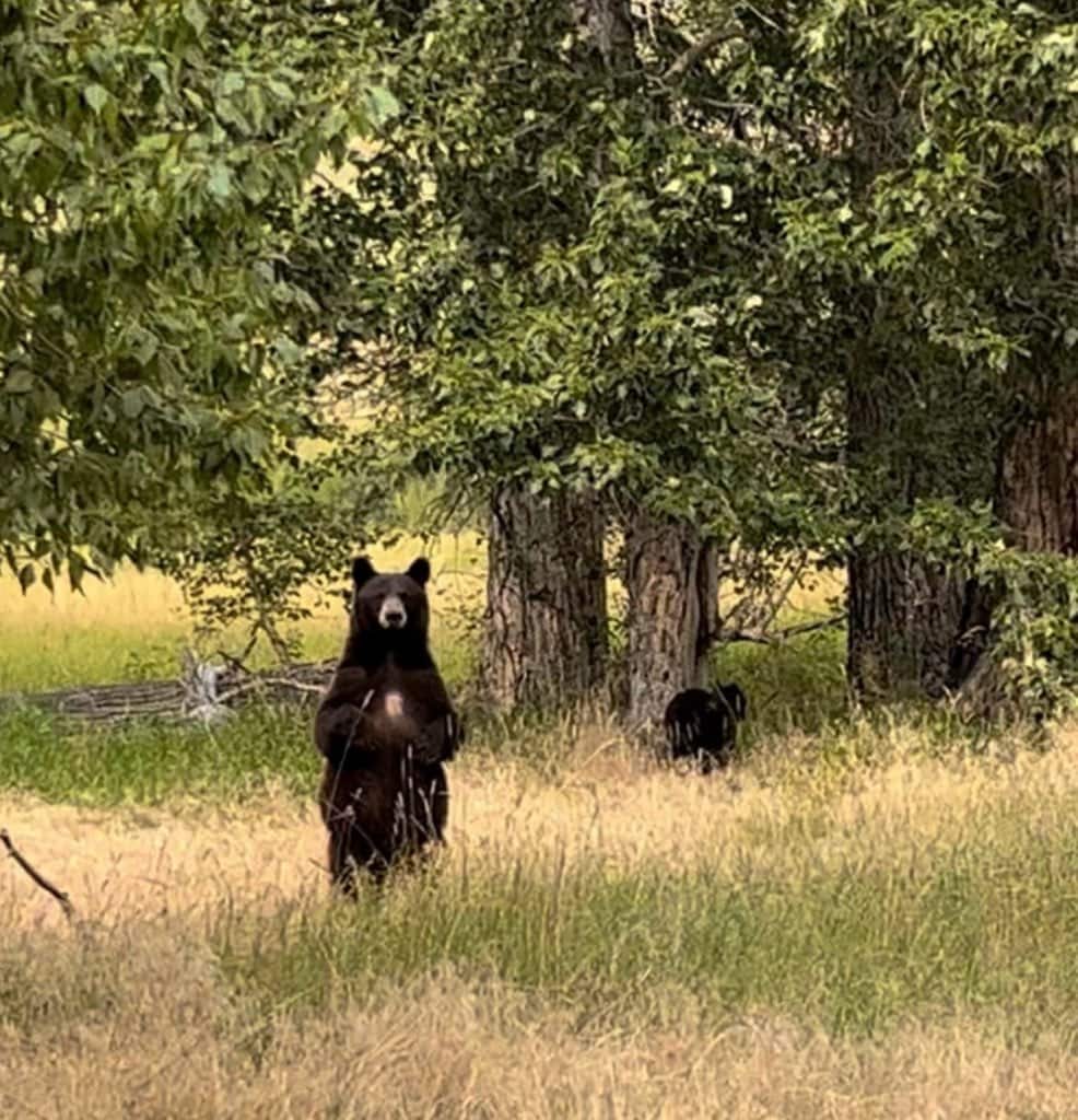 bear montana Stillwater and Westfork River's Ranch