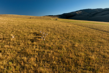 big game hunting property for sale montana curly gulch ranch