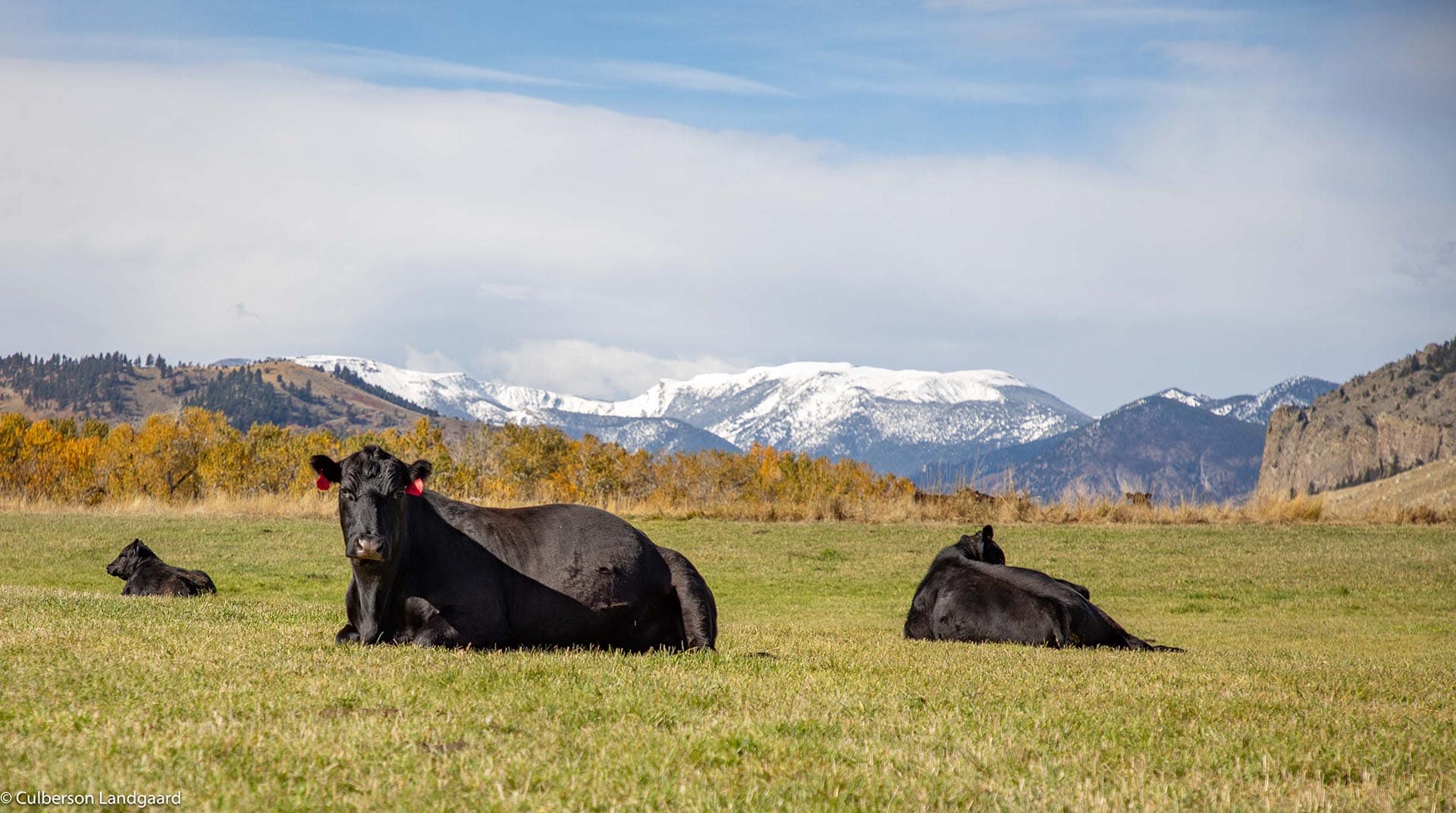 cattle mountains montana Stillwater and Westfork River's Ranch