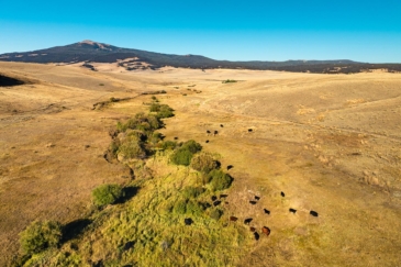 cattle property for sale montana curly gulch ranch