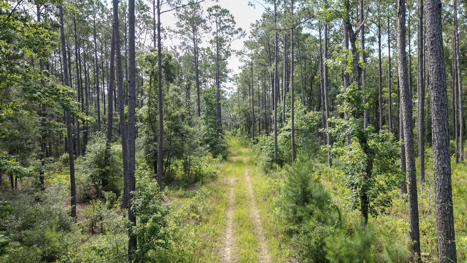 deer hunting land for sale south carolina pawleys point