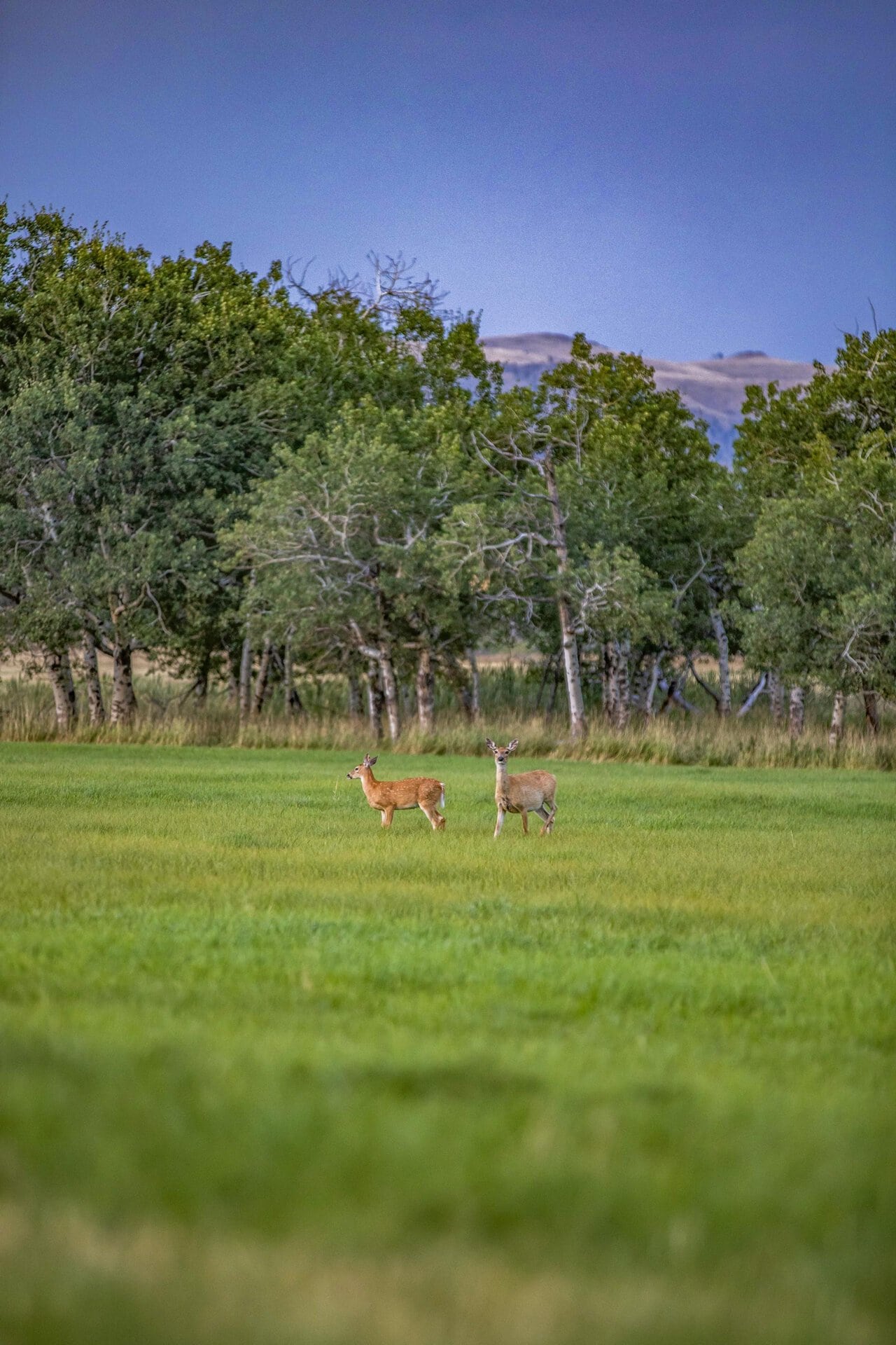 deer montana Stillwater and Westfork River's Ranch 2