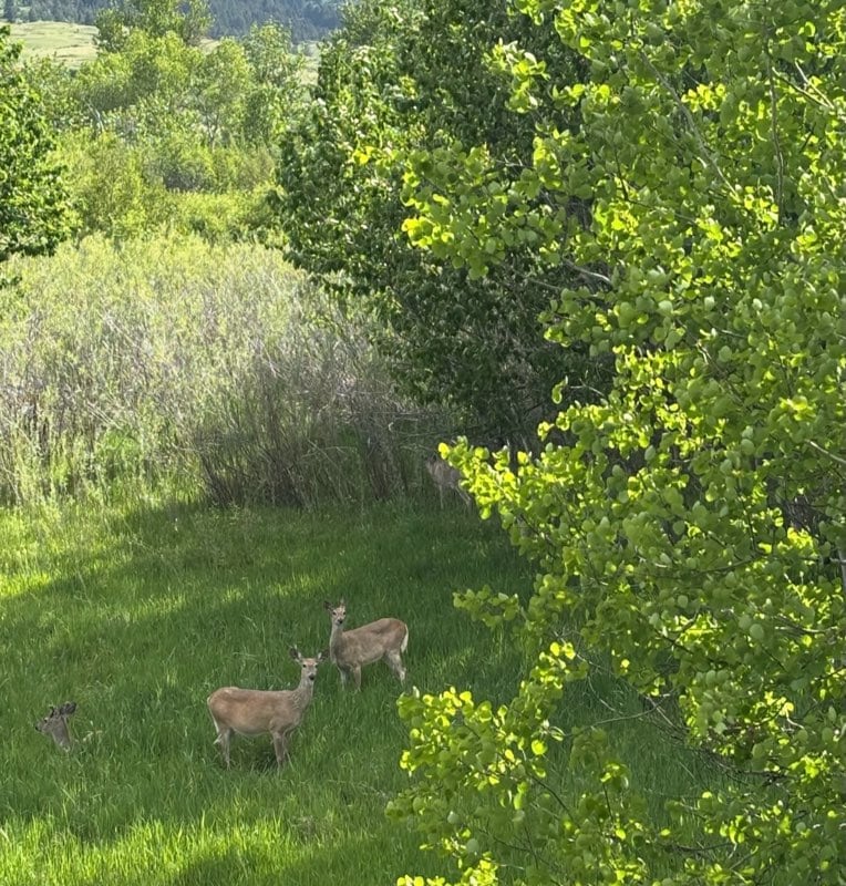 deer montana Stillwater and Westfork River's Ranch