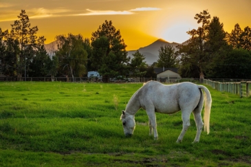 horse properties for sale oregon swalley hobby horse estate