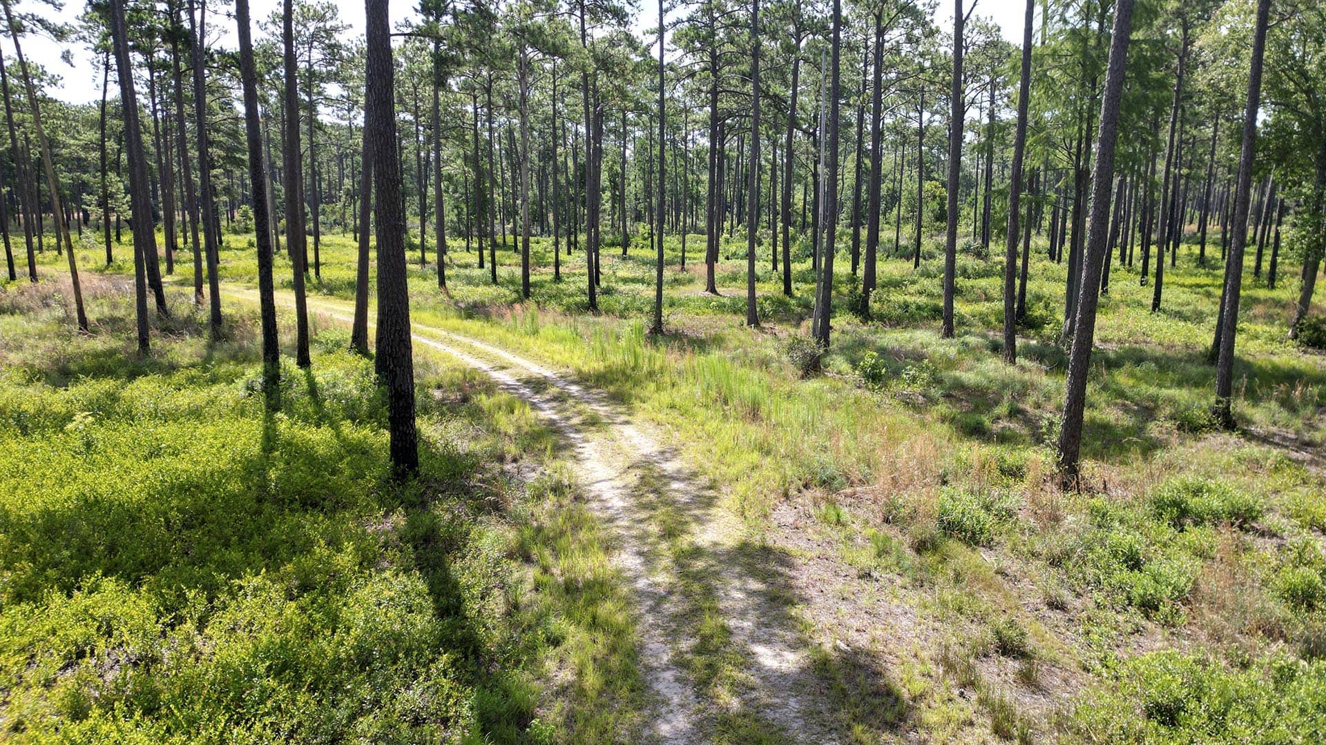 hunting property for sale south carolina pawleys point
