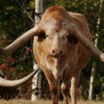 montana ranch property for sale canyon creek ranch