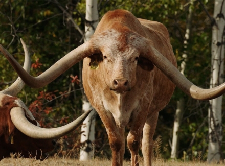 montana ranch property for sale canyon creek ranch