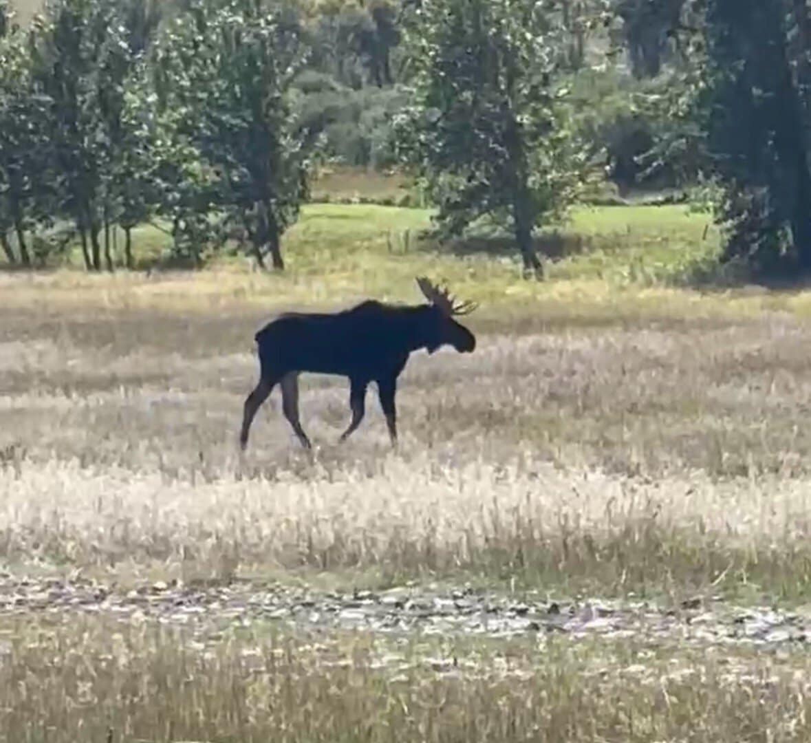 moose montana Stillwater and Westfork River's Ranch