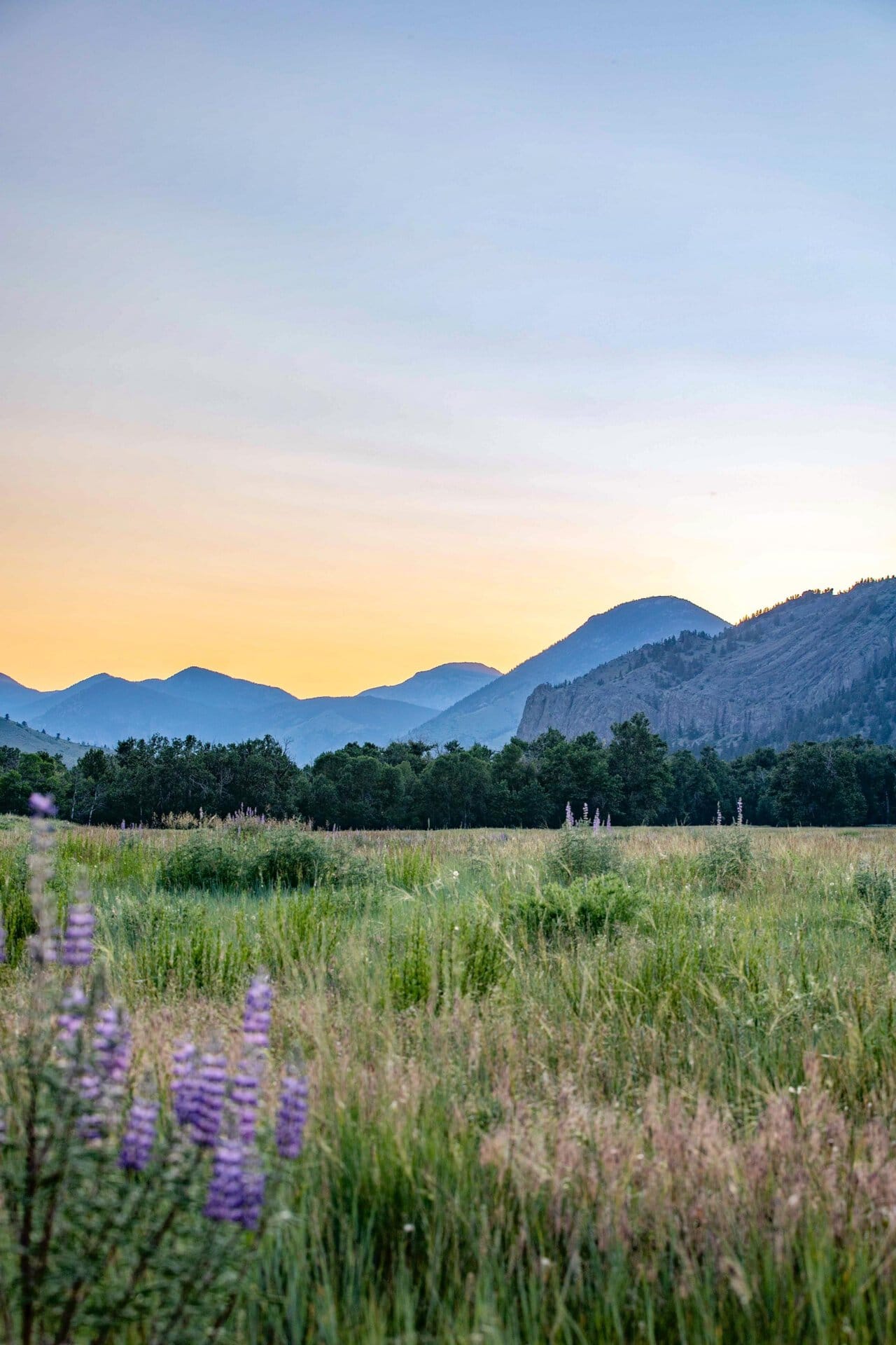 mountains flowers montana Stillwater and Westfork River's Ranch