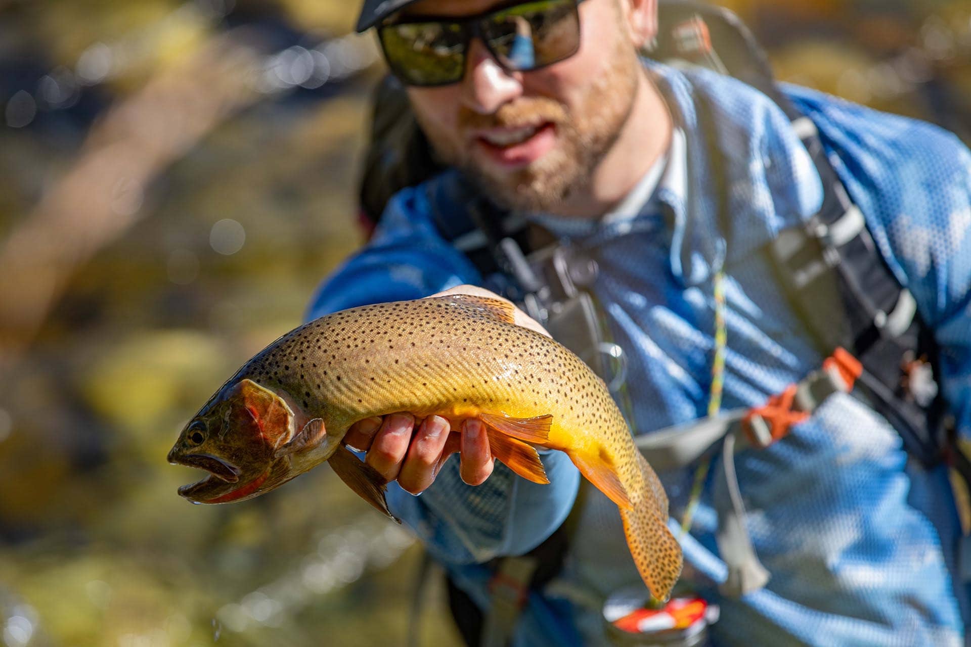 trout montana Stillwater and Westfork River's Ranch