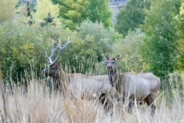 big game hunting property for sale idaho piva ranch