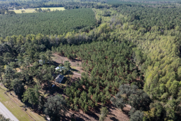 farm for sale georgia woodpecker trail olive farm