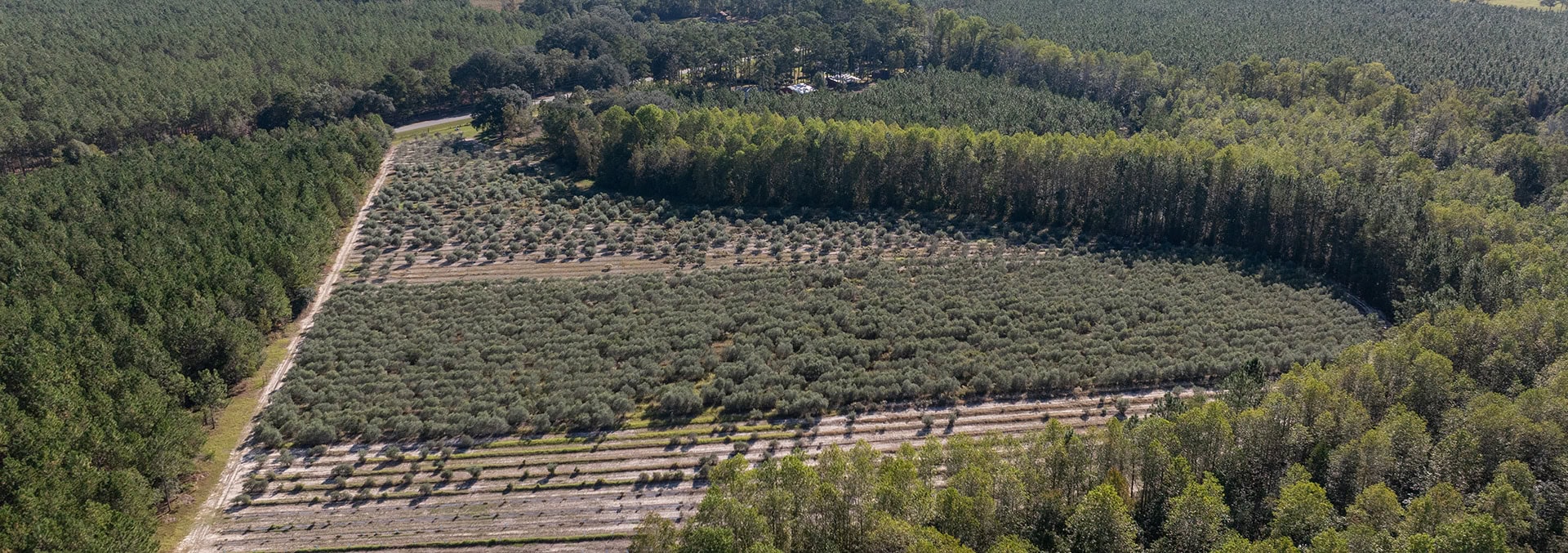 georgia olive farm for sale woodpecker trail olive farm