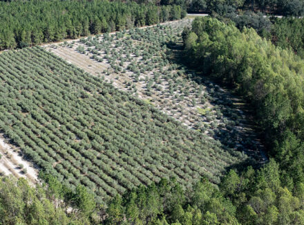 georgia olive orchard for sale woodpecker trail olive farm