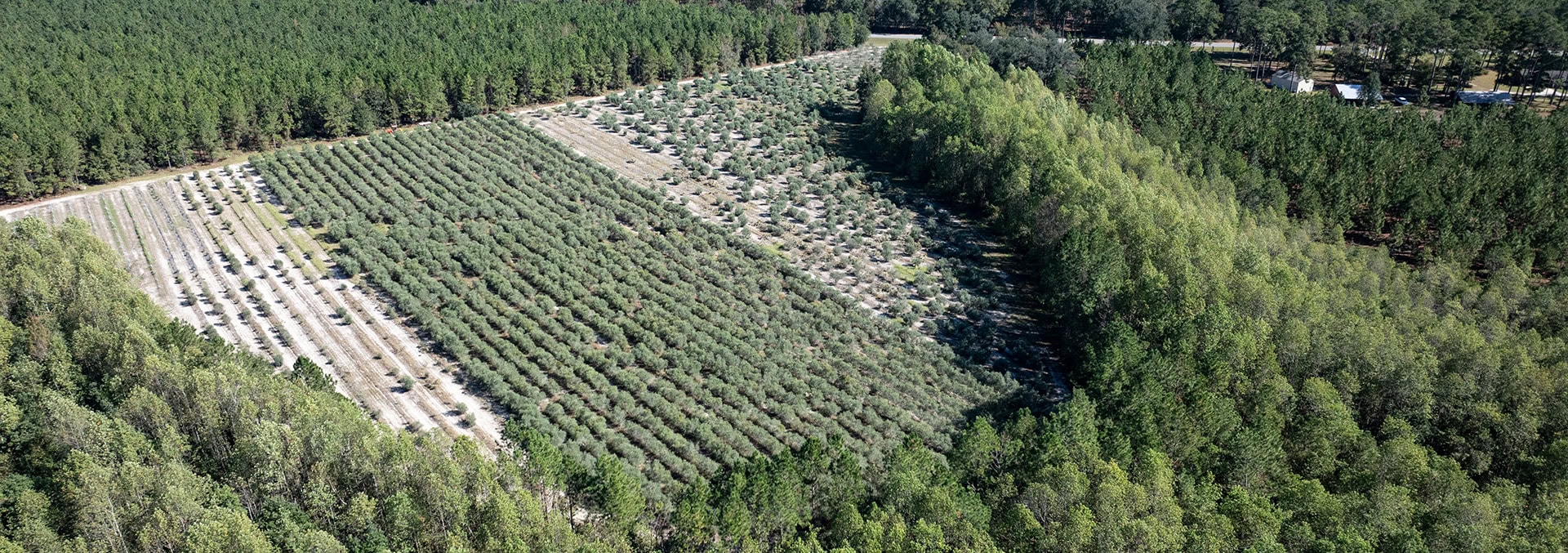 georgia olive orchard for sale woodpecker trail olive farm