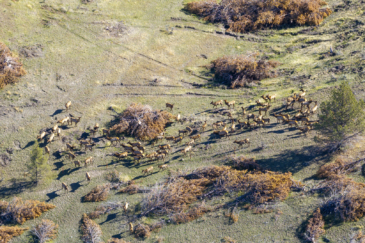 hunting land for sale oregon k kross ranch