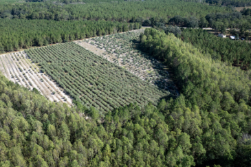 vineyard winery for sale georgia woodpecker trail olive farm