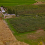 washington orchards for sale wildwood farms