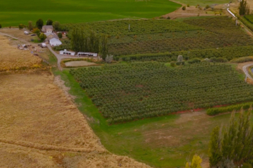 washington orchards for sale wildwood farms