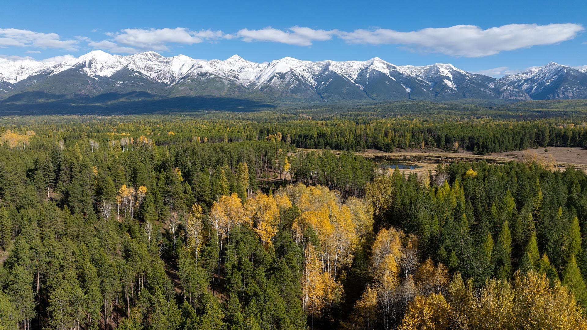 aspen trees montana hanging j ranch