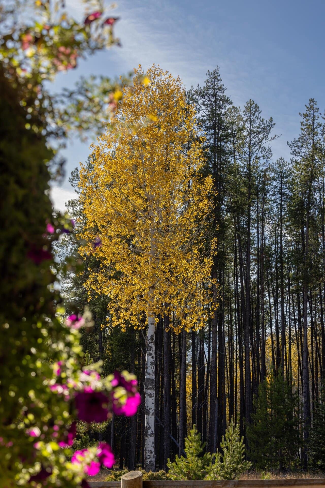 Birch Montana Hanging J Ranch