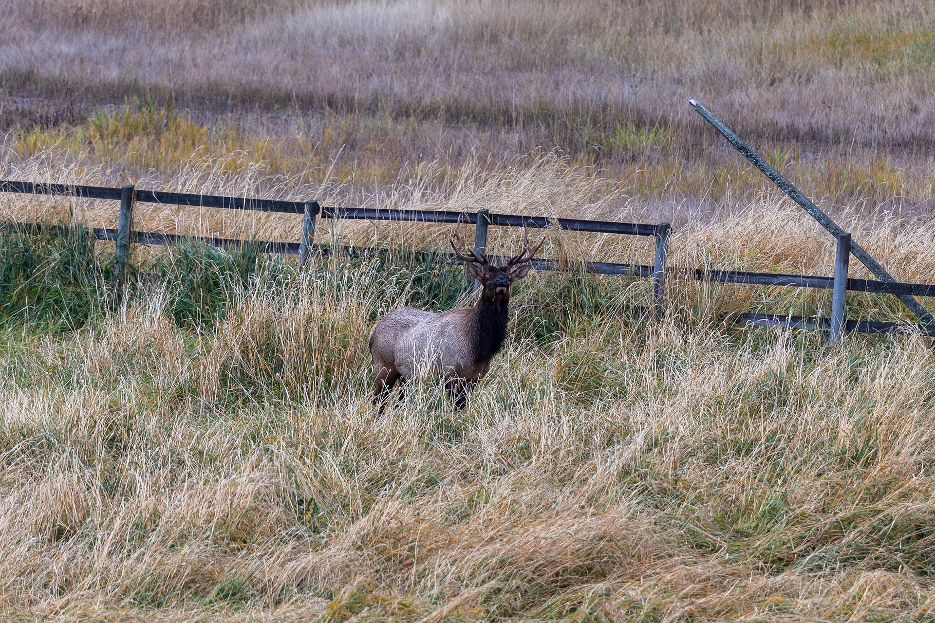 Bugling Elk Montana Hanging J Ranch