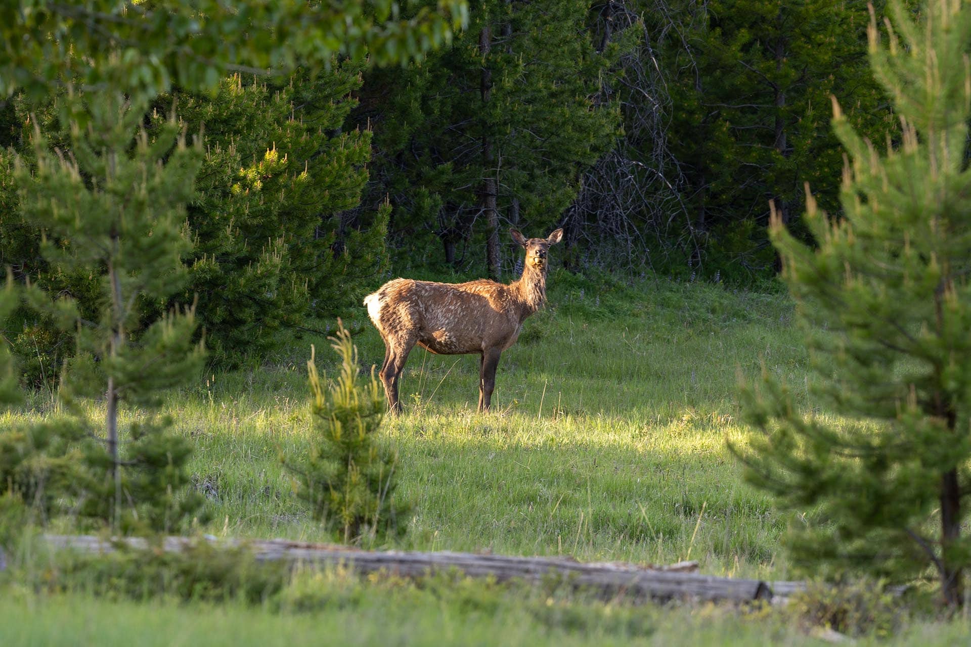 Cow Elk Profile Montana Hanging J Ranch
