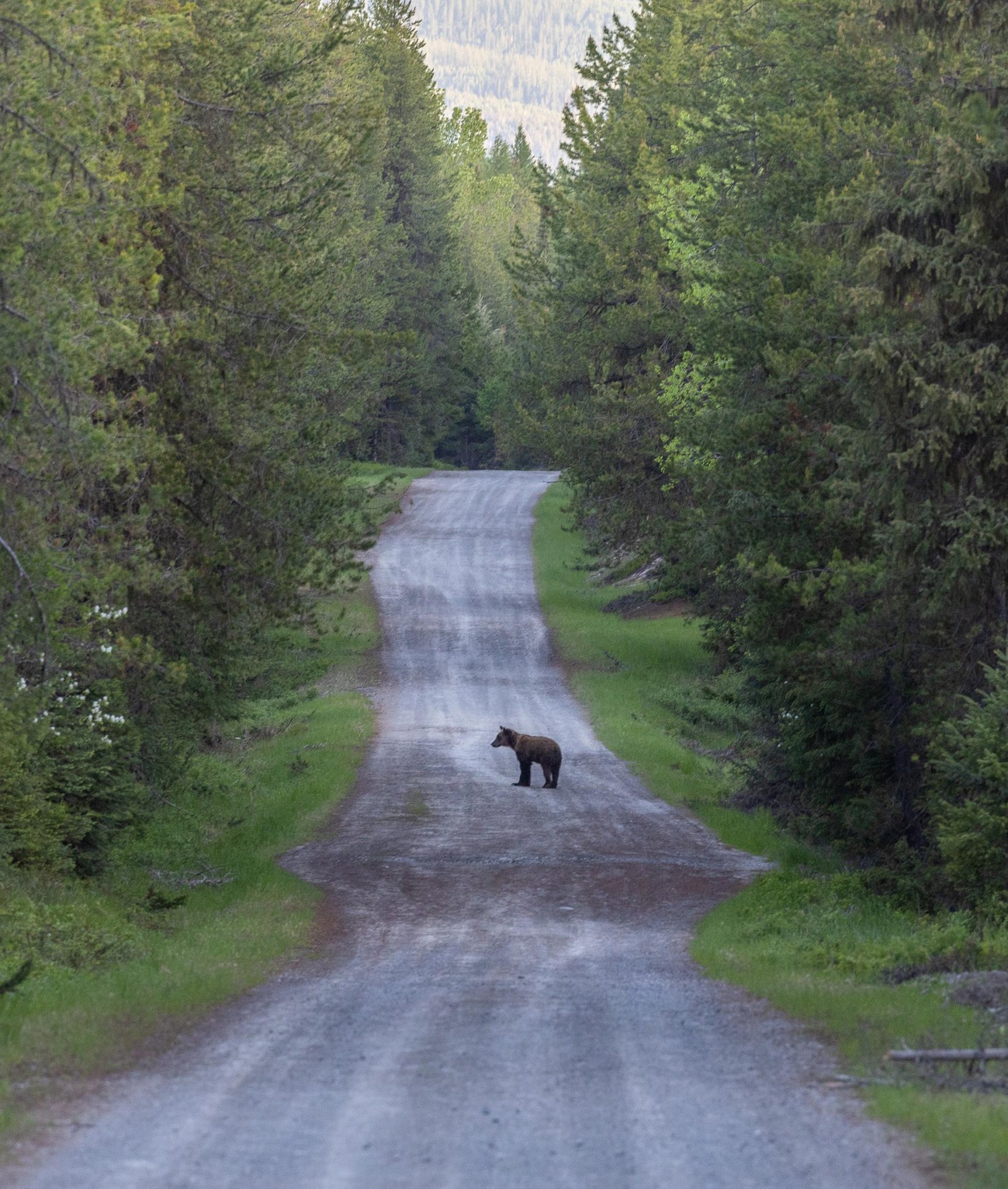 Grizzly Bear Montana Hanging J Ranch