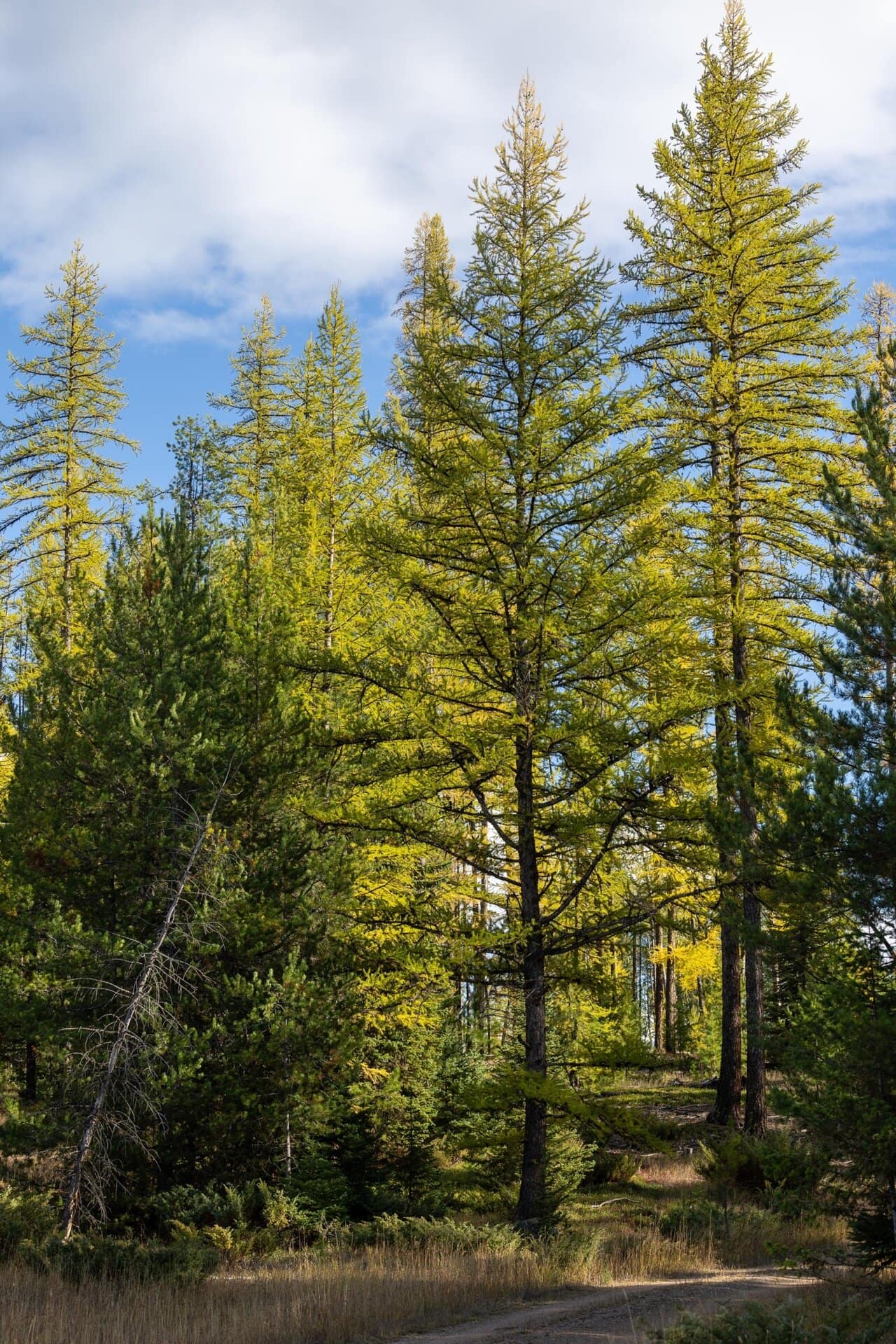 Larch Change of Color Montana Hanging J Ranch