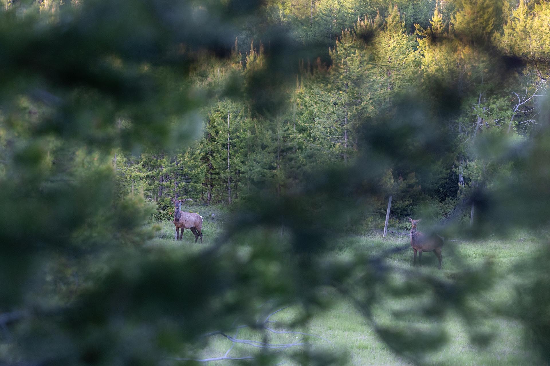 Morning Elk Montana Hanging J Ranch