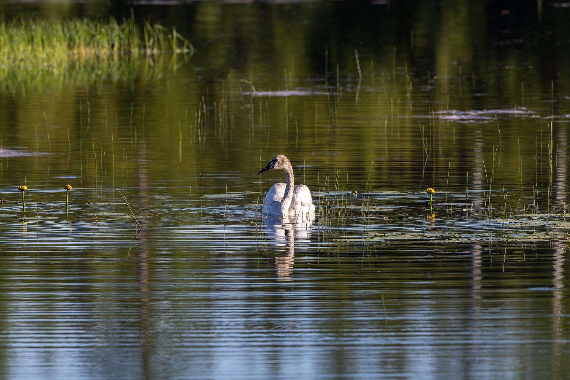 Trumpeter Swan Montana Hanging J Ranch