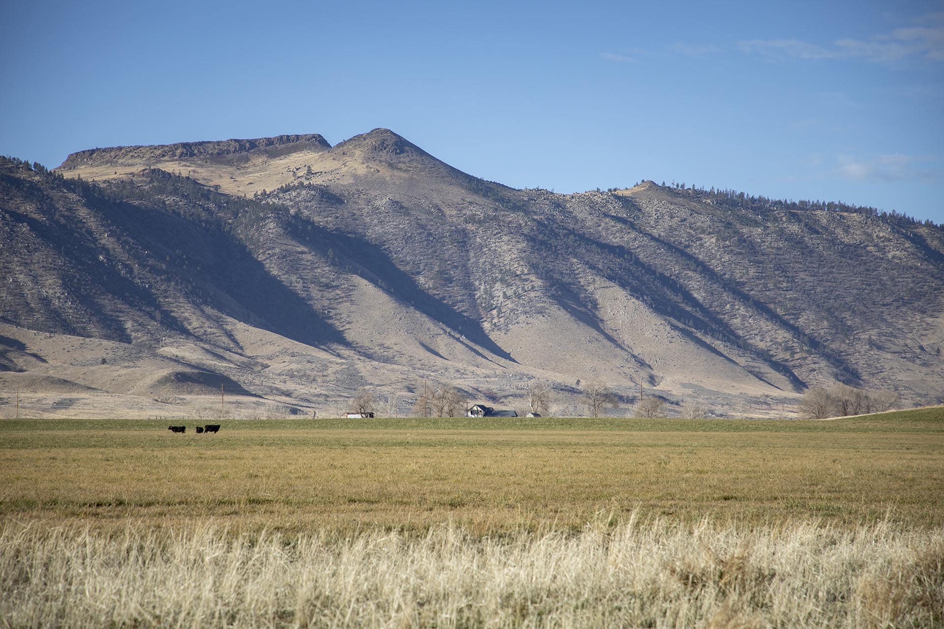 cattle grazing and farm land california wavy s ranch