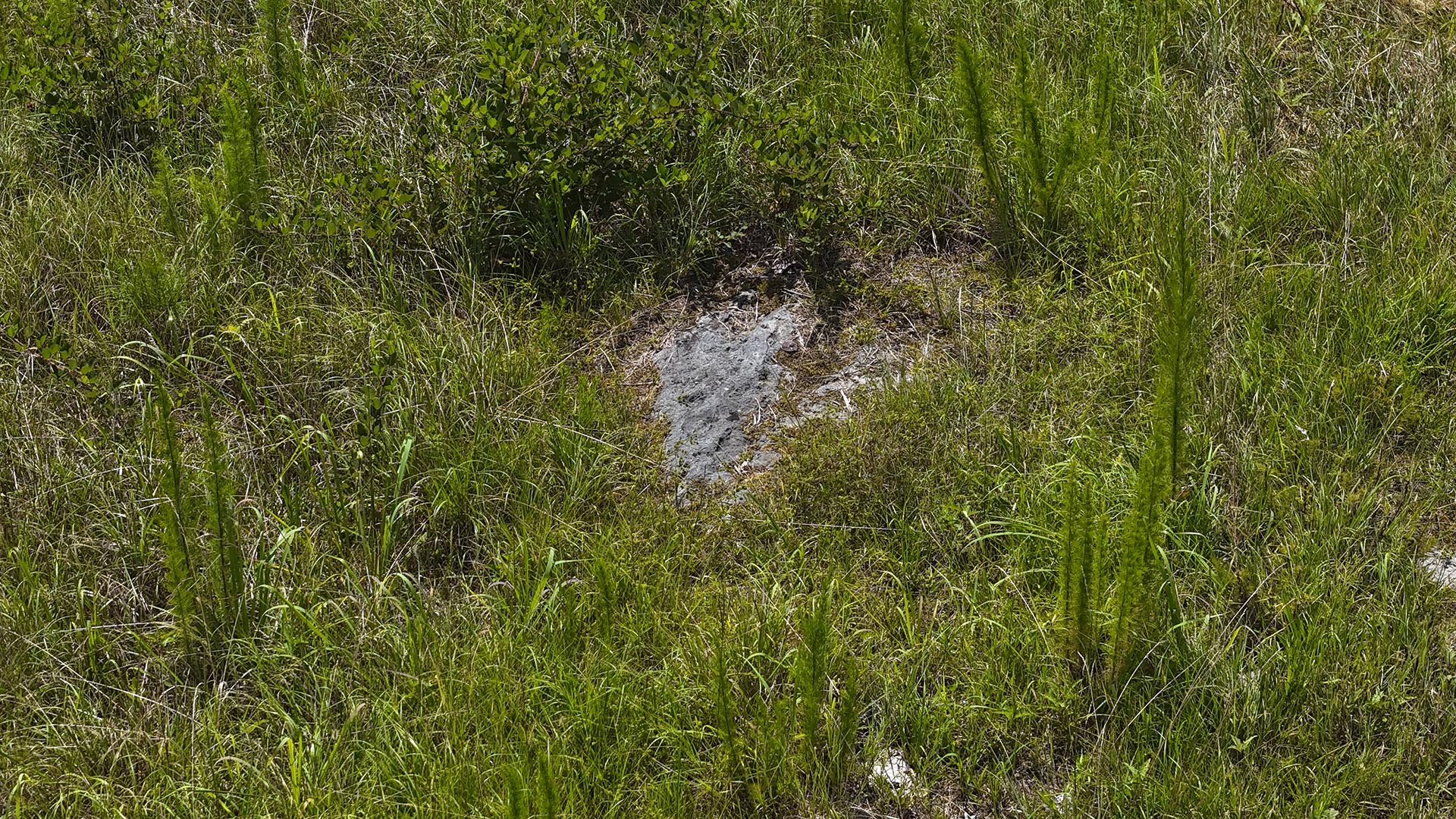 Grassy field with a small gray rock/soil patch and a hollow or opening in the center surrounded by tall green grasses and shrubs