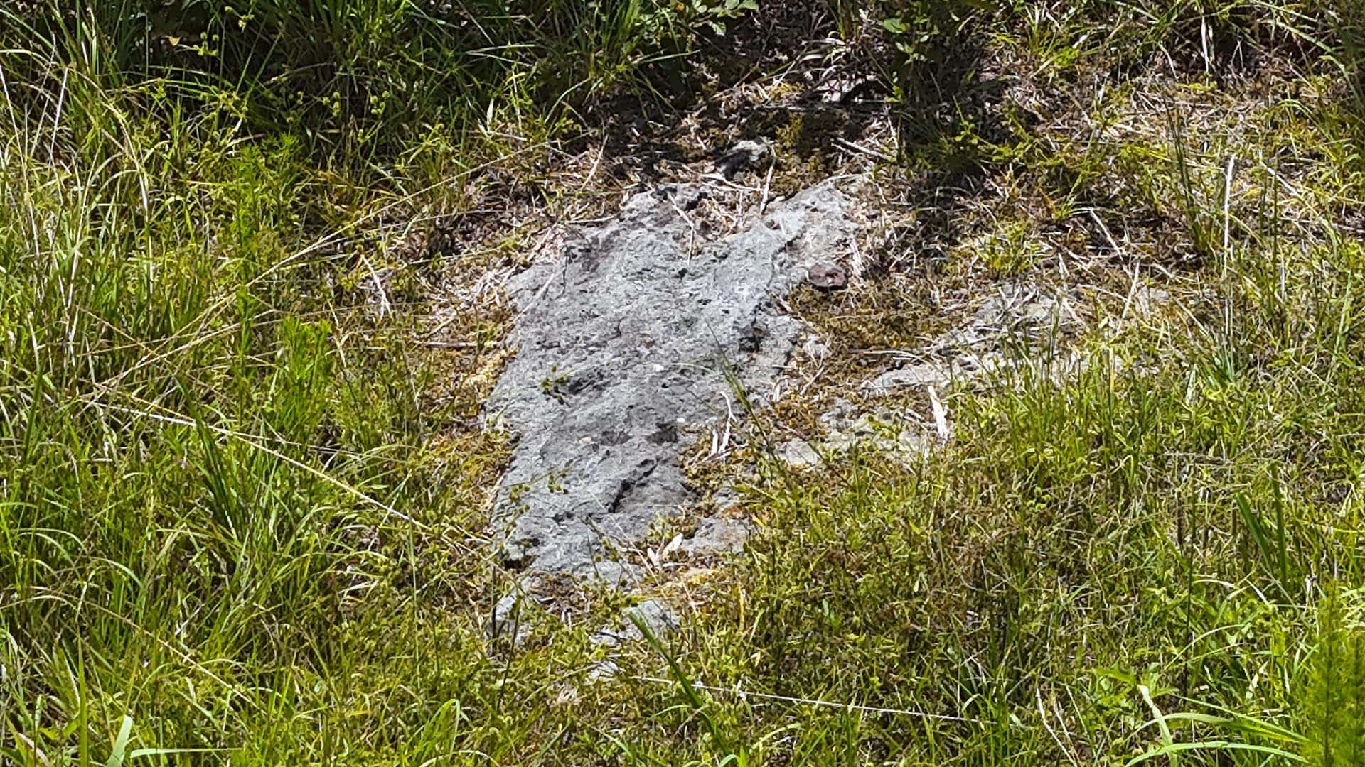 Gray rock partially buried in a grassy field with tall green blades around it, and some bare soil nearby.