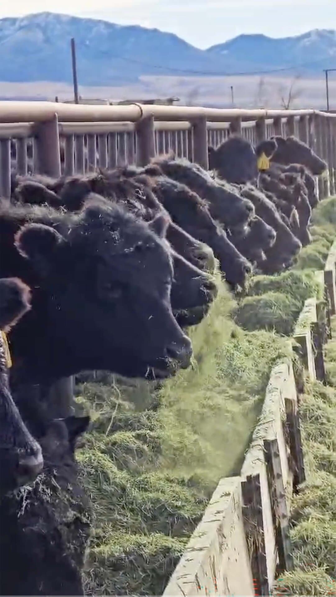 cattle feeding idaho flying h ranch