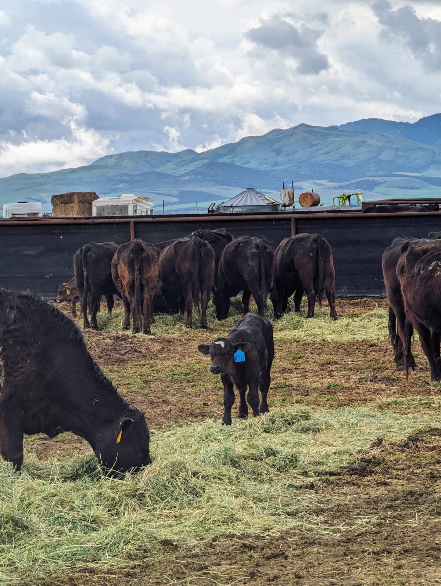 Cow Calf Idaho Flying H Ranch