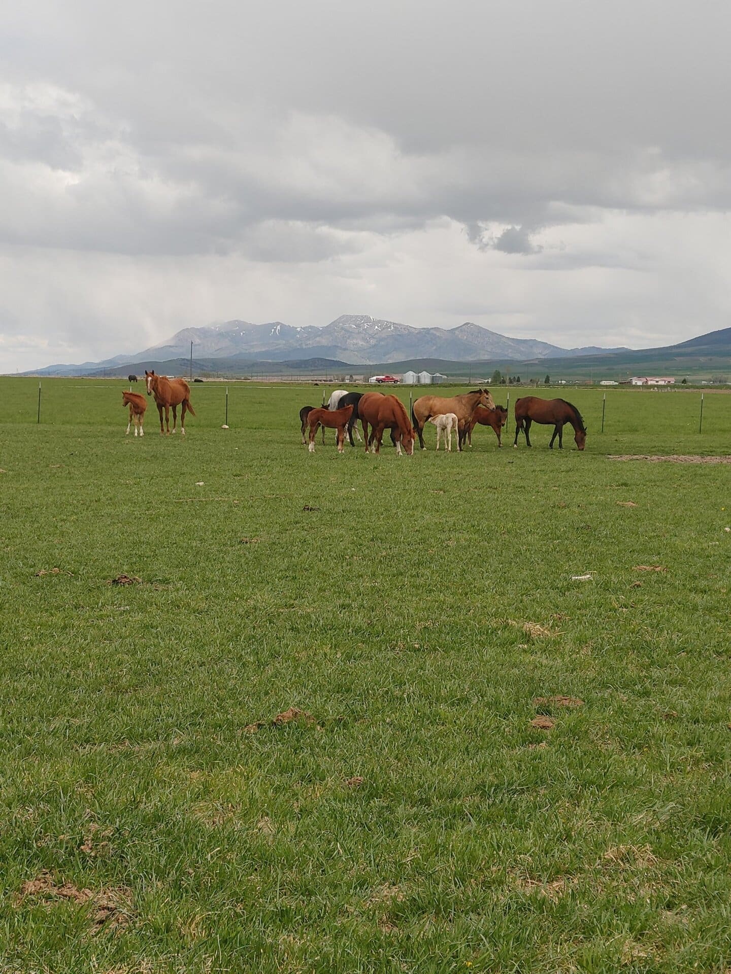 Horse Ranch Idaho Flying H Ranch