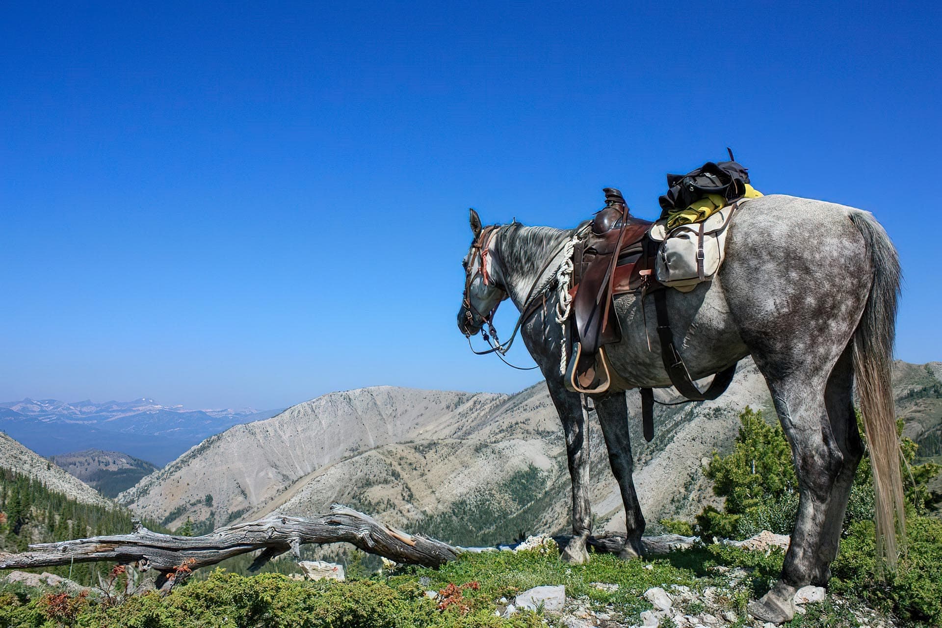 Horse View Montana Sun Canyon Lodge