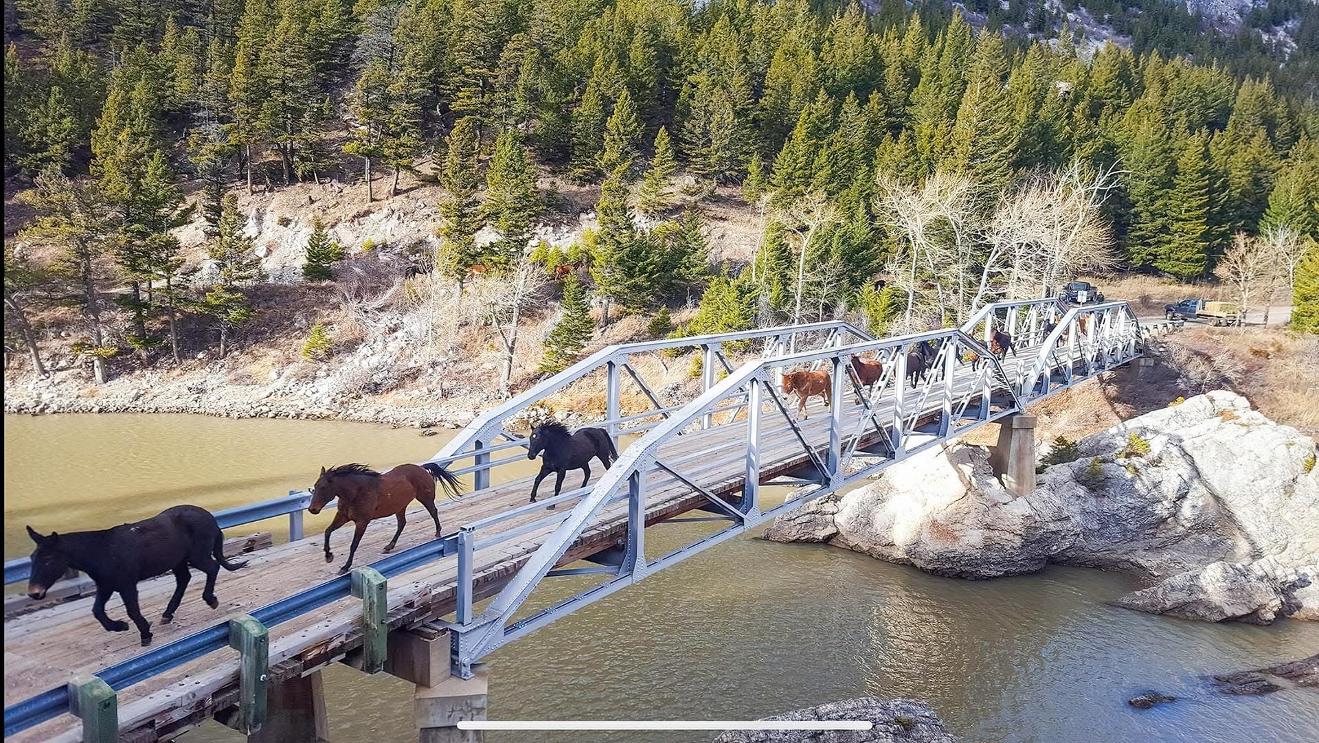Horses Bridge Montana Sun Canyon Lodge
