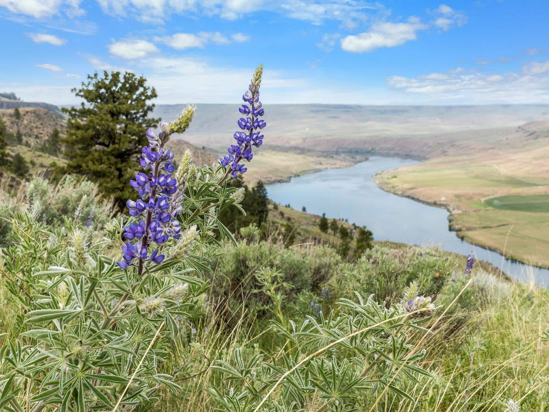 Lupine Views Washington Rilette Springs on the Columbia