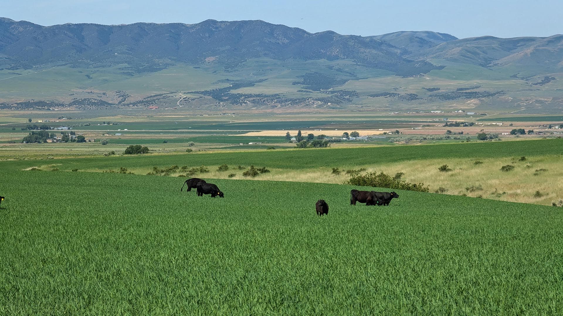 Marsh Valley Grazing Idaho Flying H Ranch
