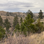 Montana ranches for sale Brumfield Ridge Ranch
