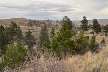 Montana ranches for sale Brumfield Ridge Ranch