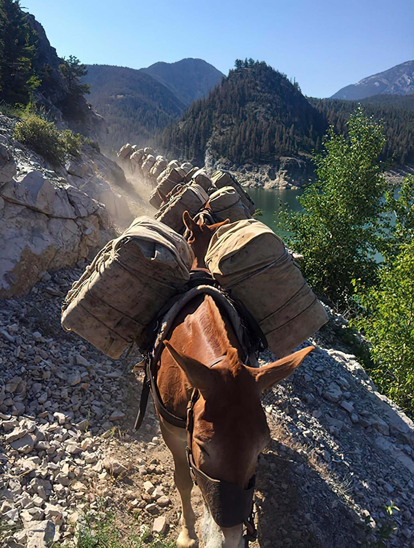 Pack Mules Montana Sun Canyon Lodge