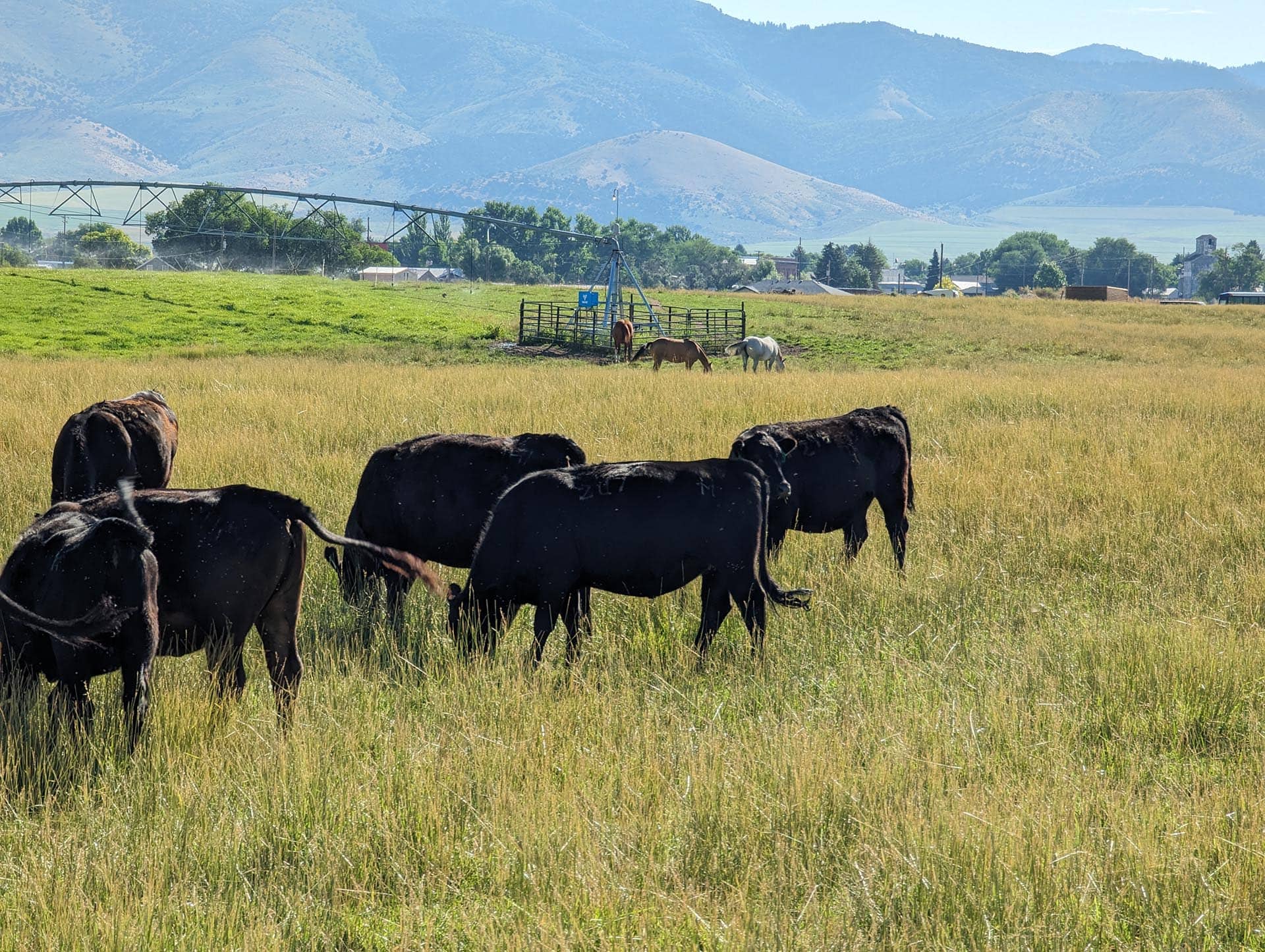 Stock Grazing Idaho Flying H Ranch