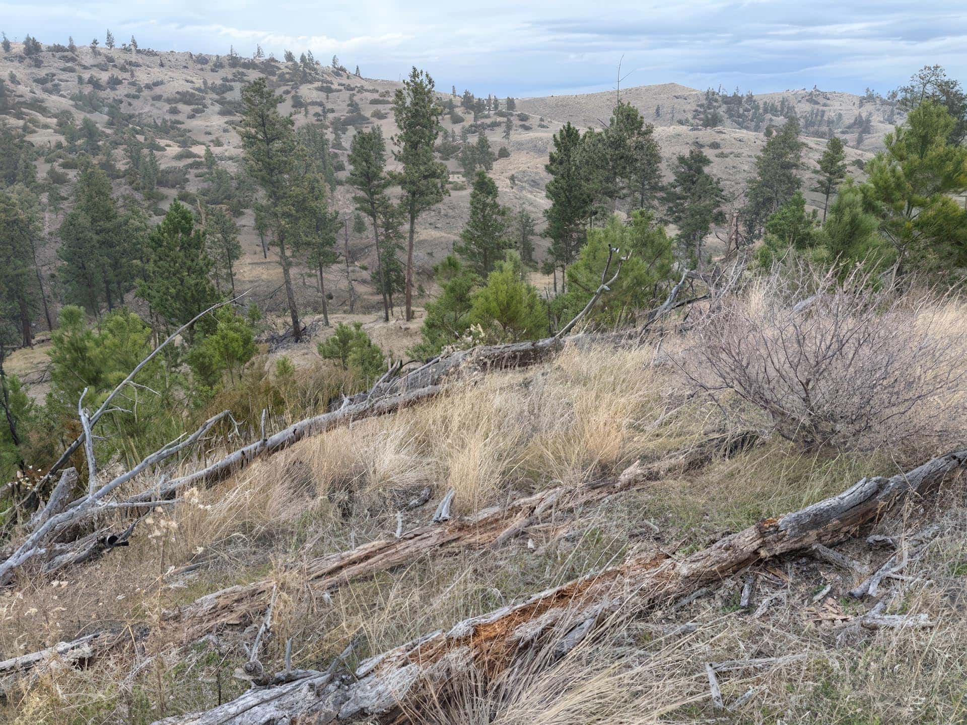 Thick timber and deadfall Montana Brumfield Ridge Ranch