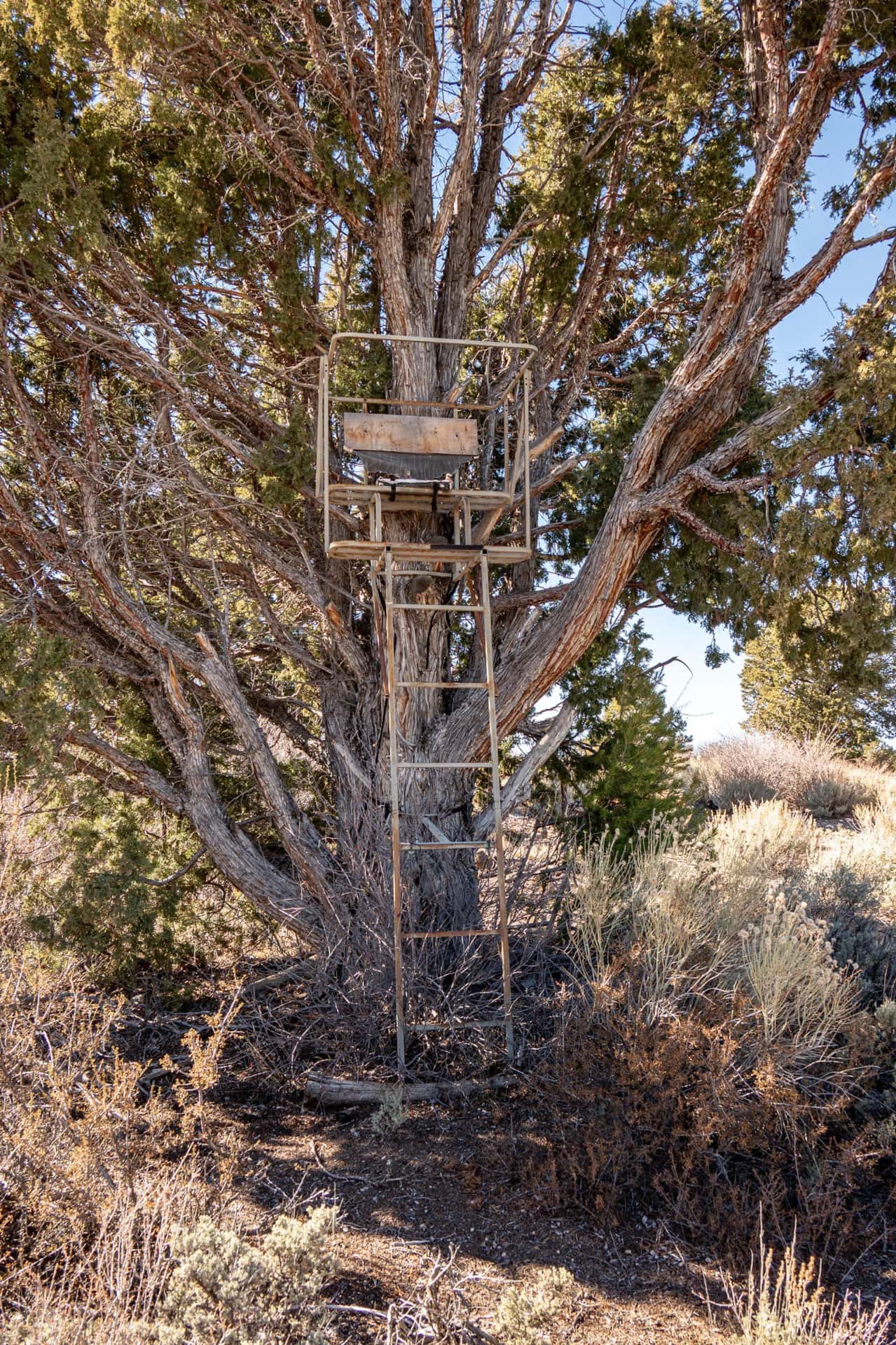 bow stand in trees utah mammoth ridge muleys