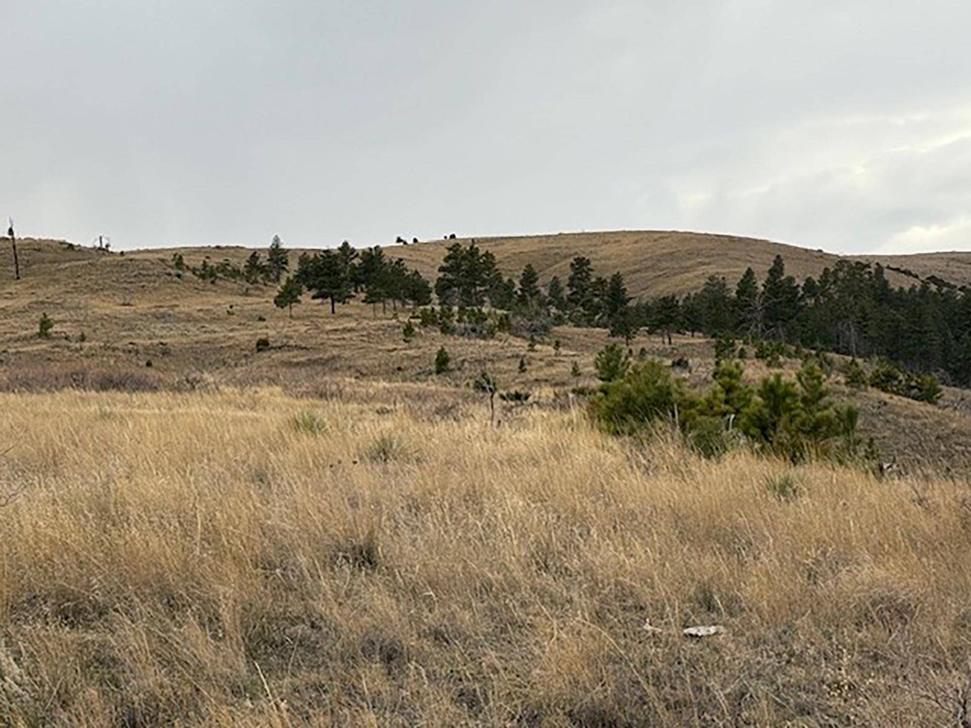 burnt part of brandon coulee 2 Montana Brumfield Ridge Ranch