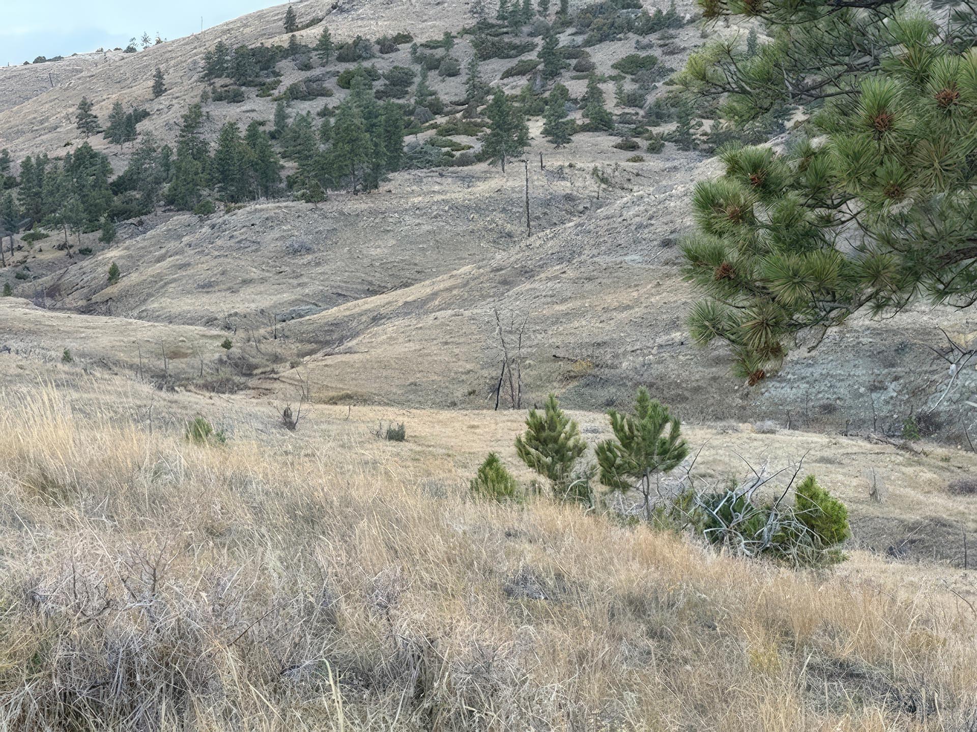 burnt part of brandon coulee Montana Brumfield Ridge Ranch